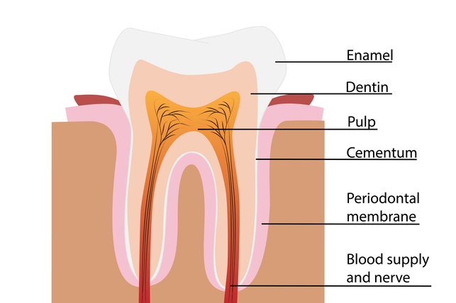 Tooth Diagram