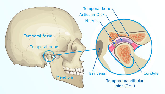 TMJ Diagram